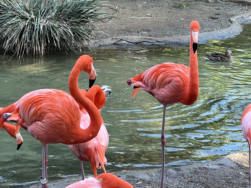 San Diego Zoo