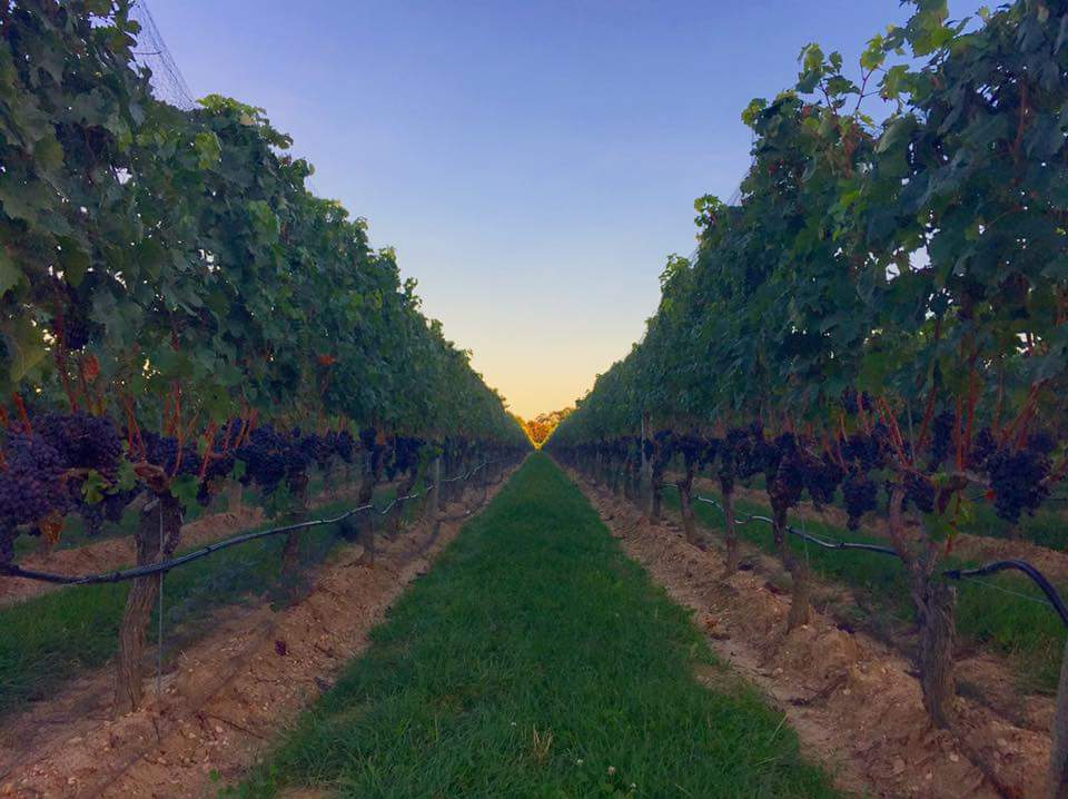 Clovis Point Vineyard & Winery