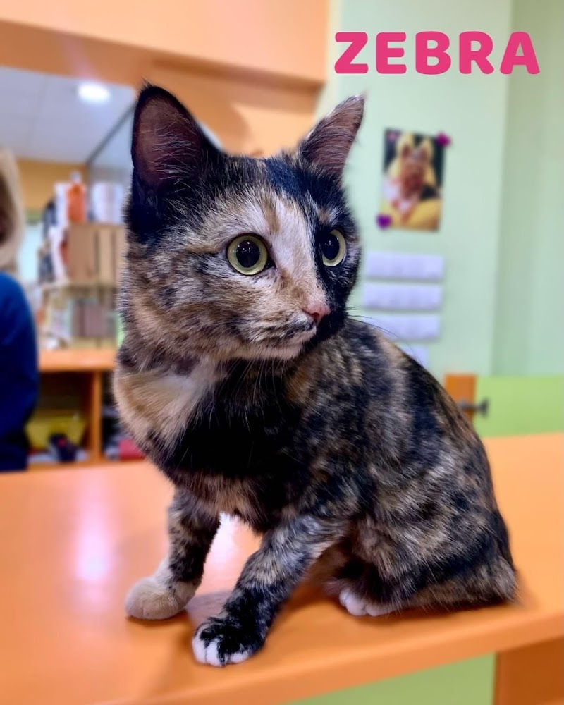 Hospital Veterinario La Rueda