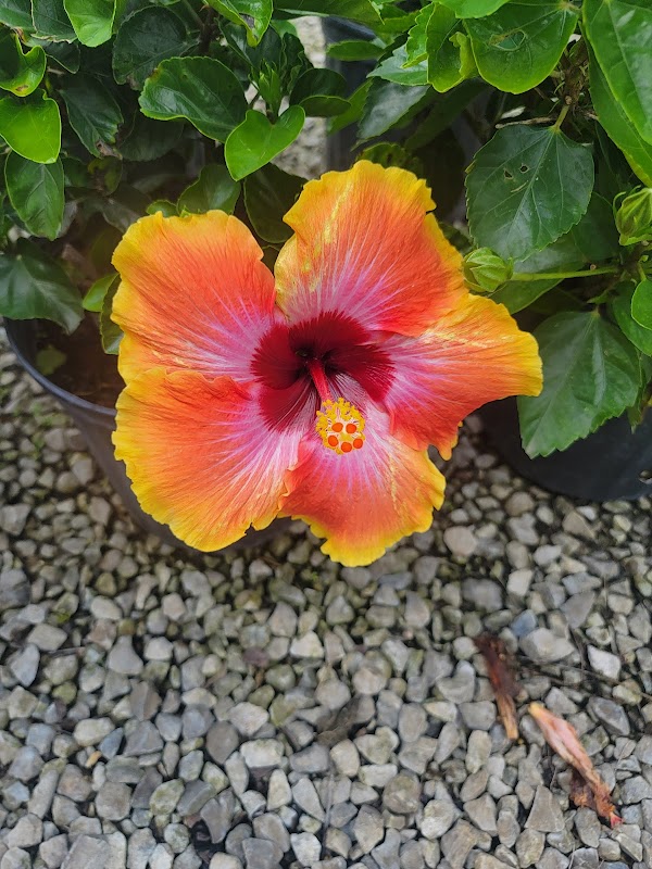 Good Earth Landscaping and Garden Shoppe