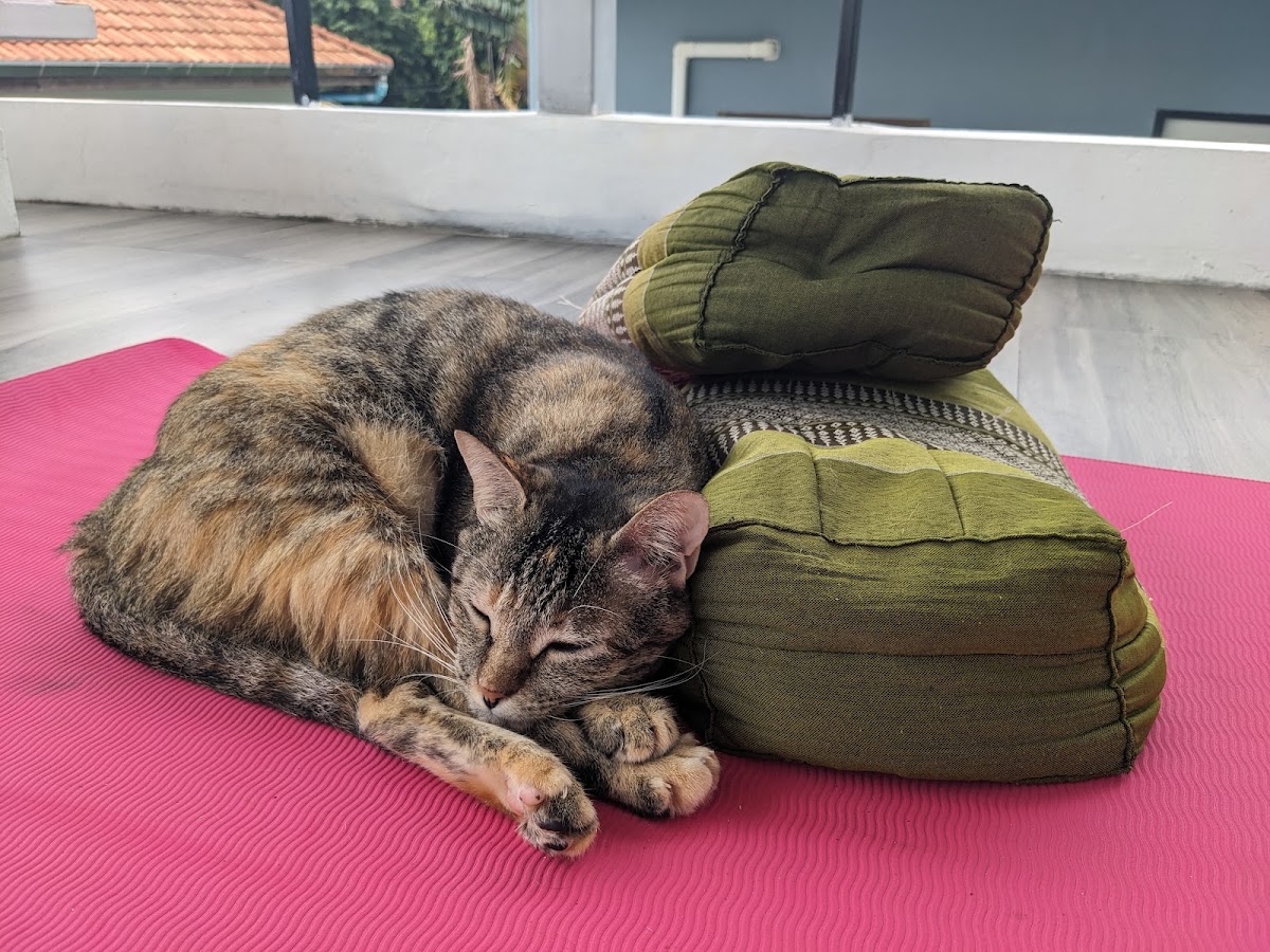 InDepth Yoga Academy — 4