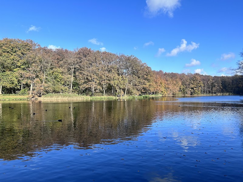 Haagse Bos hertenwandeling