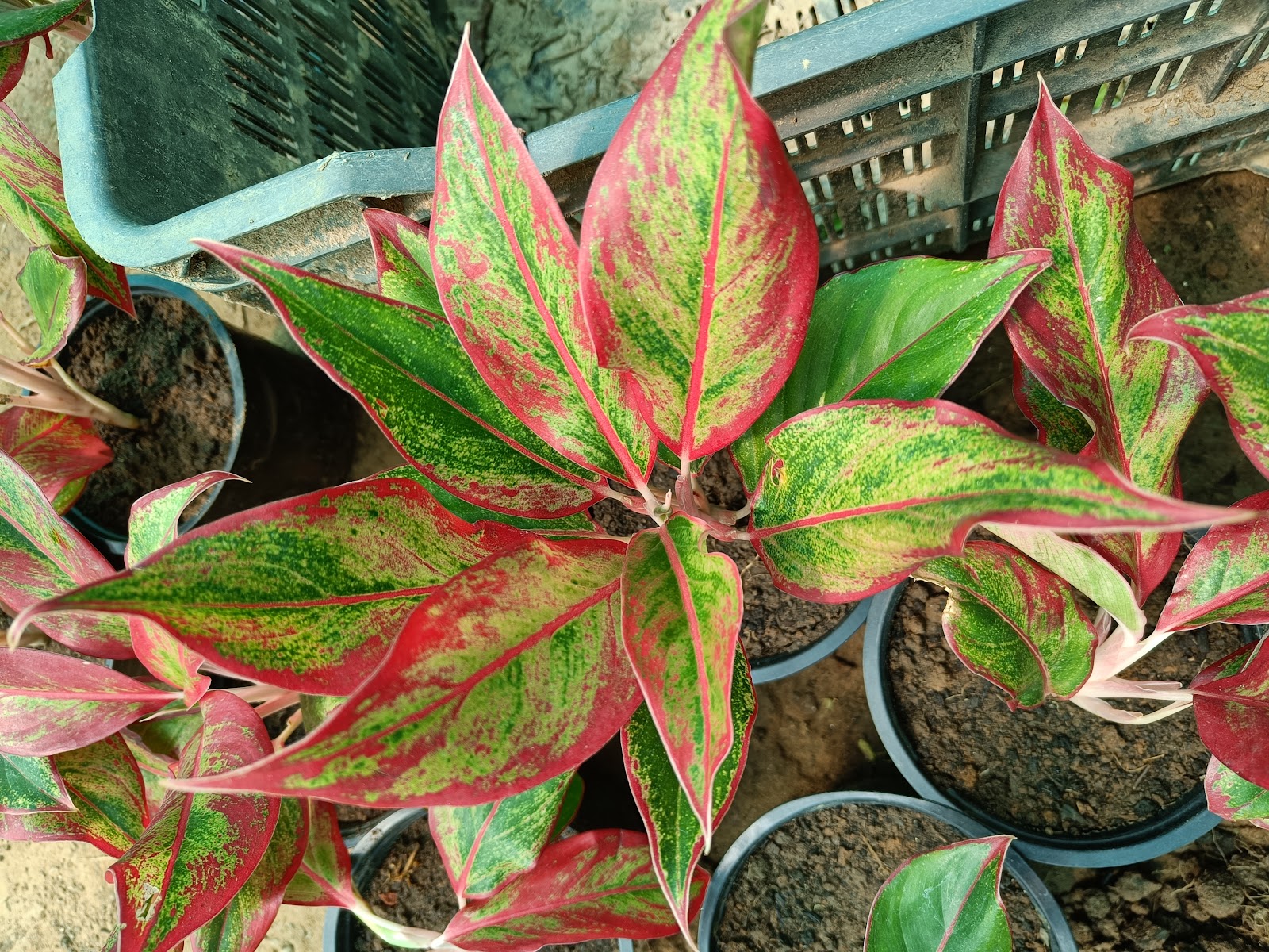KAR VARIETIES Google photo 2
