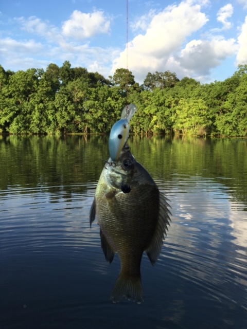 Land Of Lakes Plantation - Photo 6