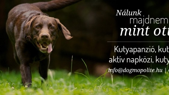 Dogmopolite Kutyapanzió és Kutyanapközi Buda