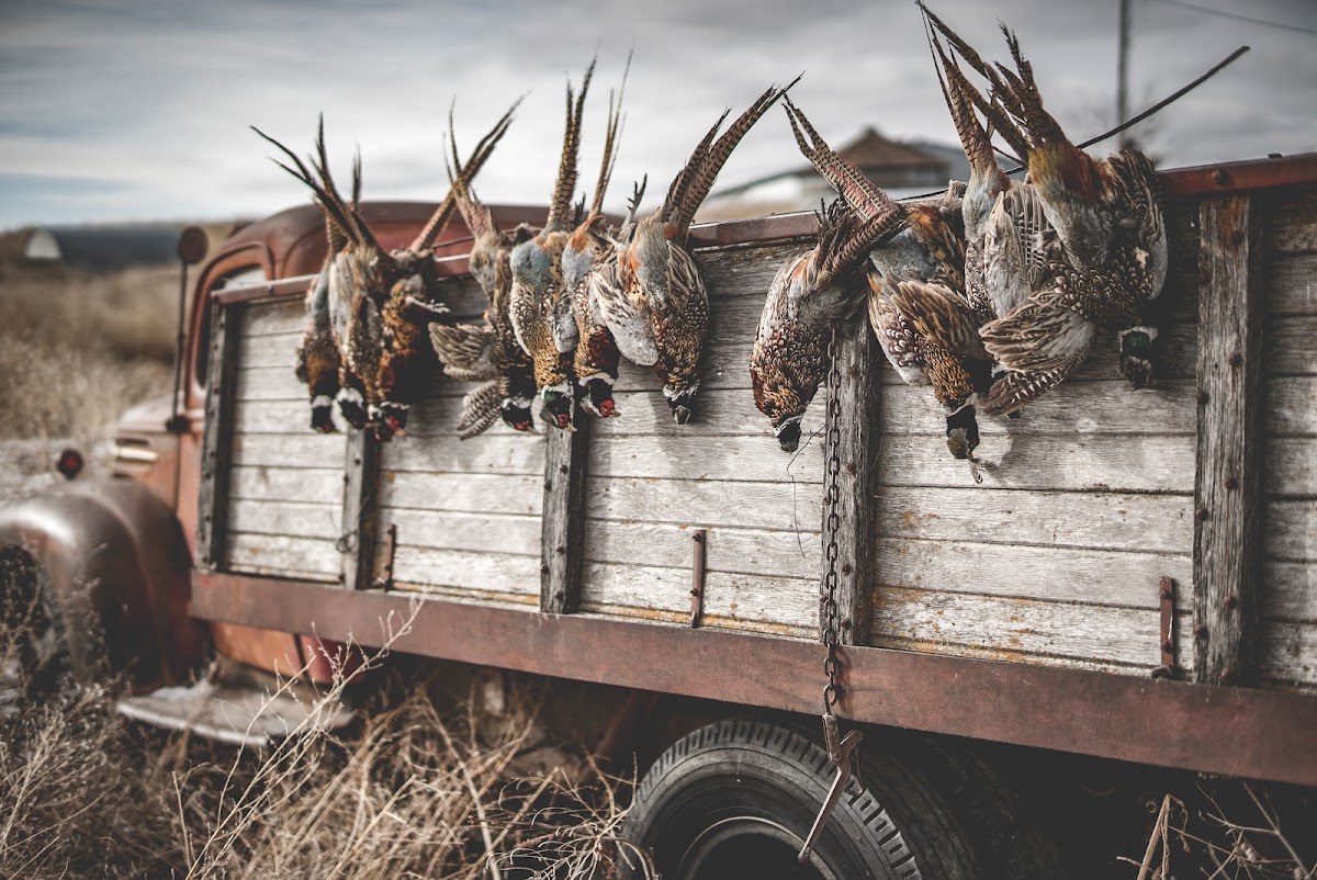 Pheasant Run Ranch