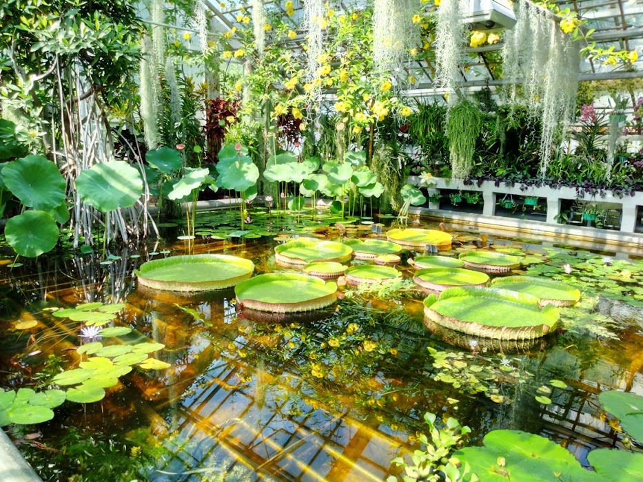 Botanical Garden of the Jagiellonian University fotoğraf 1