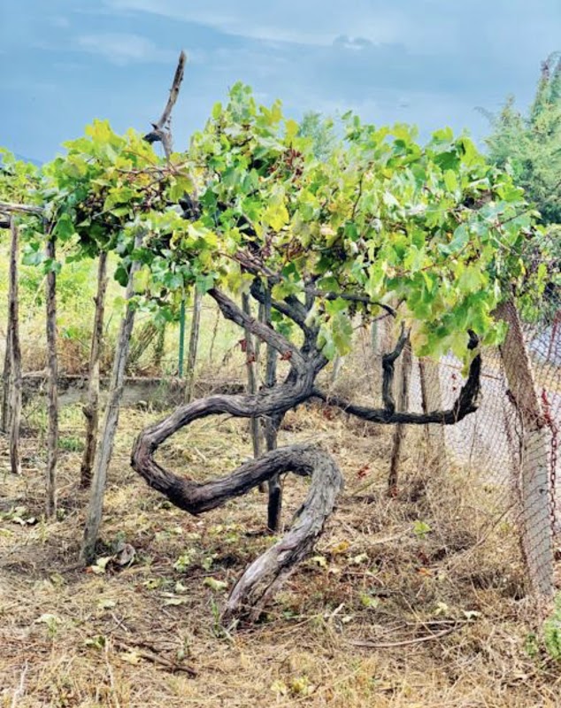 Casa Setaro Winery