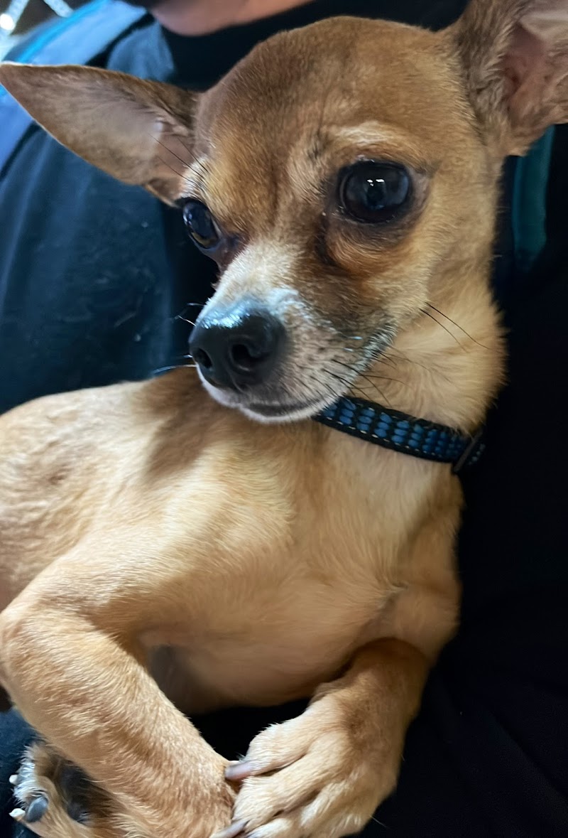 CLINICA VETERINARIA PERROS Y GATOS