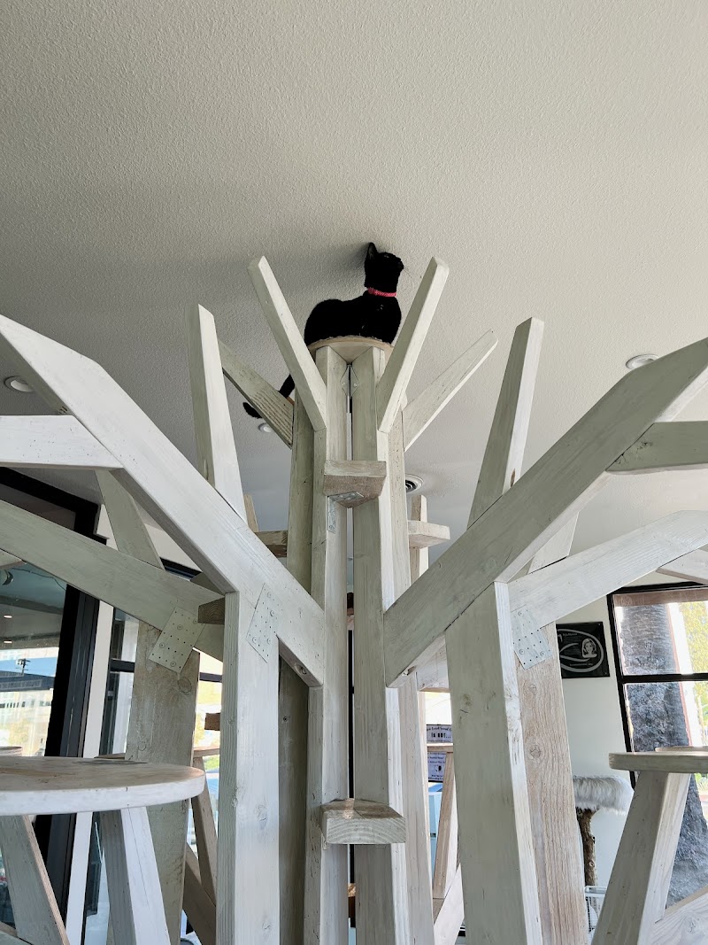 Feline Good Social Club