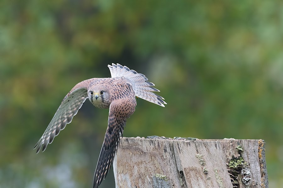 Falconry Shows