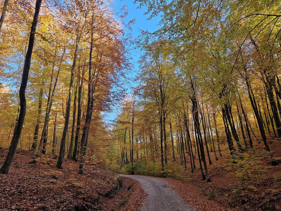 Trójmiejski Park Krajobrazowy fotoğraf 1