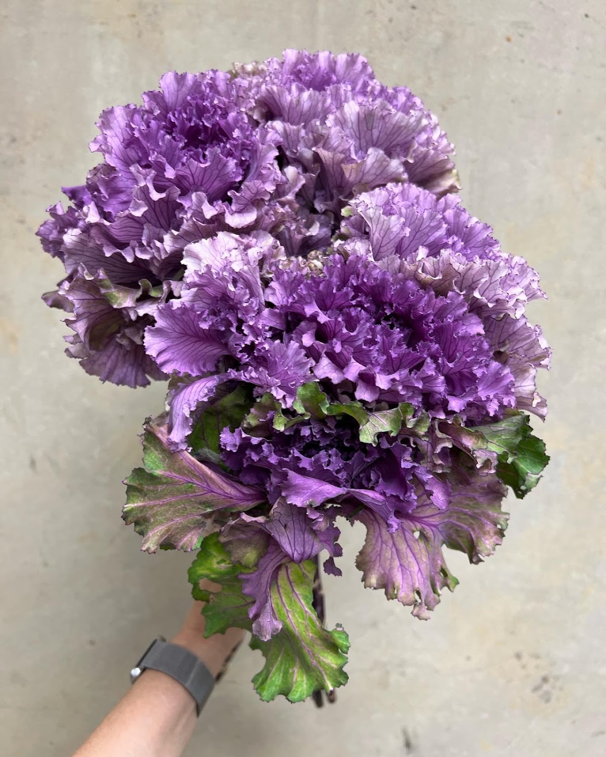 Lone Star Flower Market: Google Places image 4
