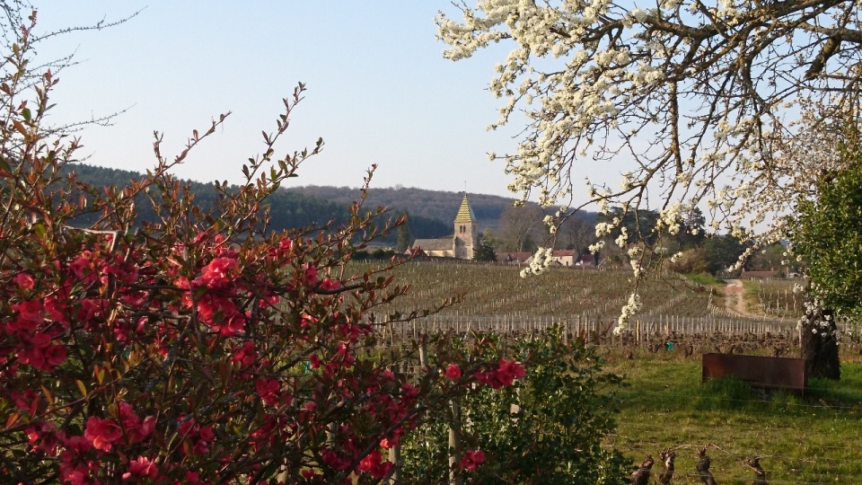 Domaine Isabelle Lippe, vins de Bourgogne de Gevrey-Chambertin