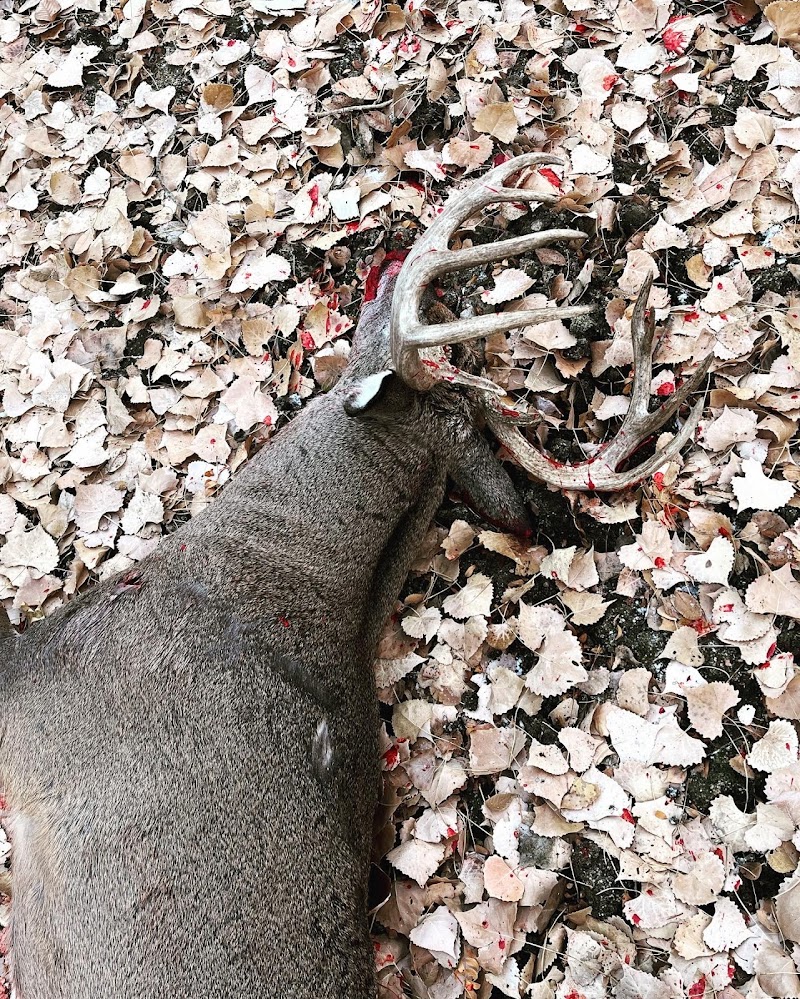 Red Dog Outfitters - Kansas Premier Whitetail & Mule Deer Hunting Outfitter - Photo 1