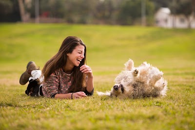 מרקר טריינינג - לימודי אילוף כלבים וכלבנות טיפולית