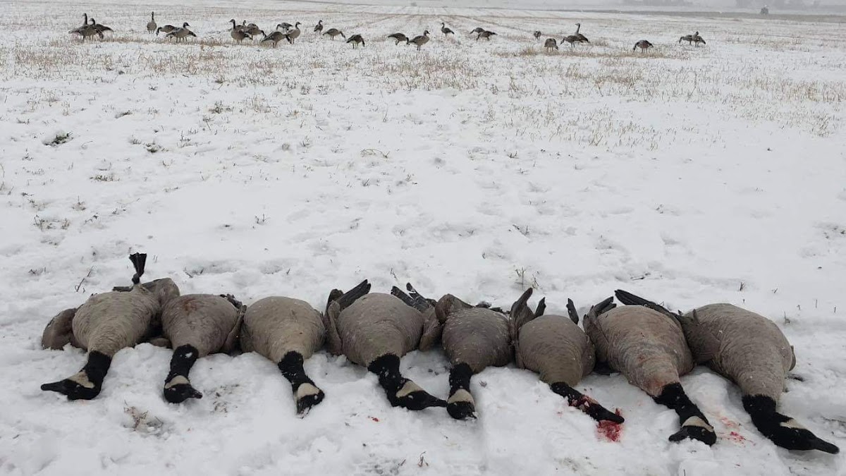 Wing Beat Outfitters, LLC