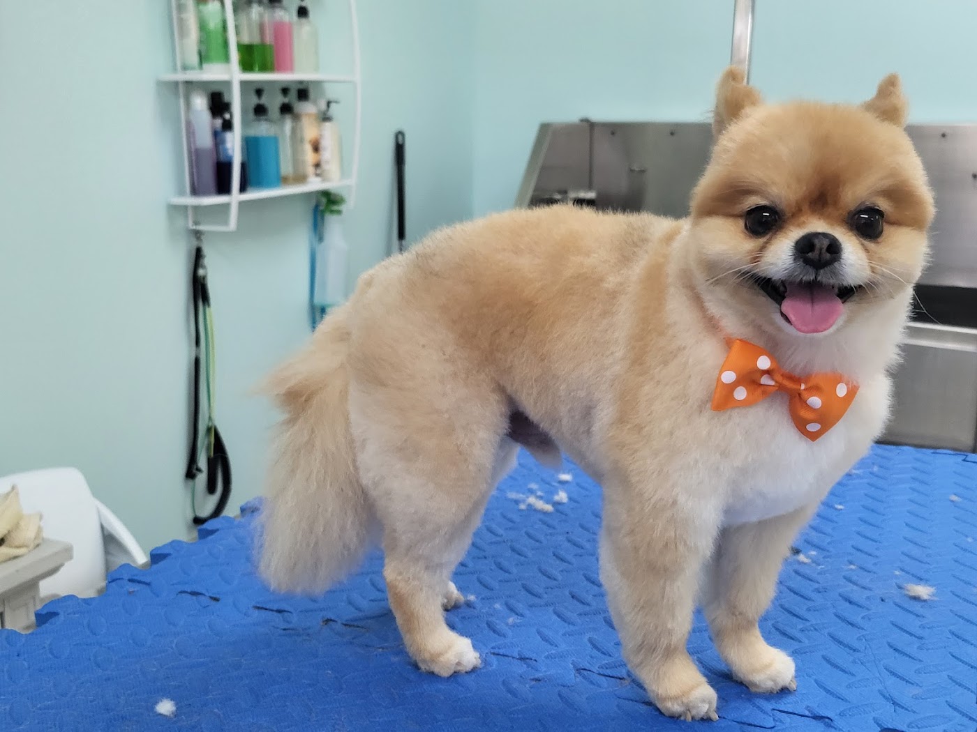 Coastal Canine Spa and Retreat interior