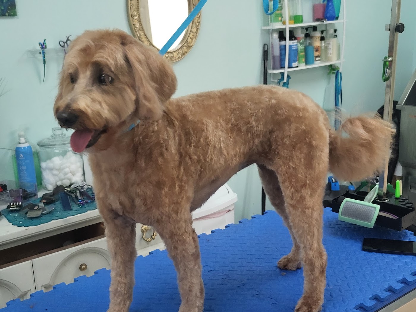 Coastal Canine Spa and Retreat photo 2