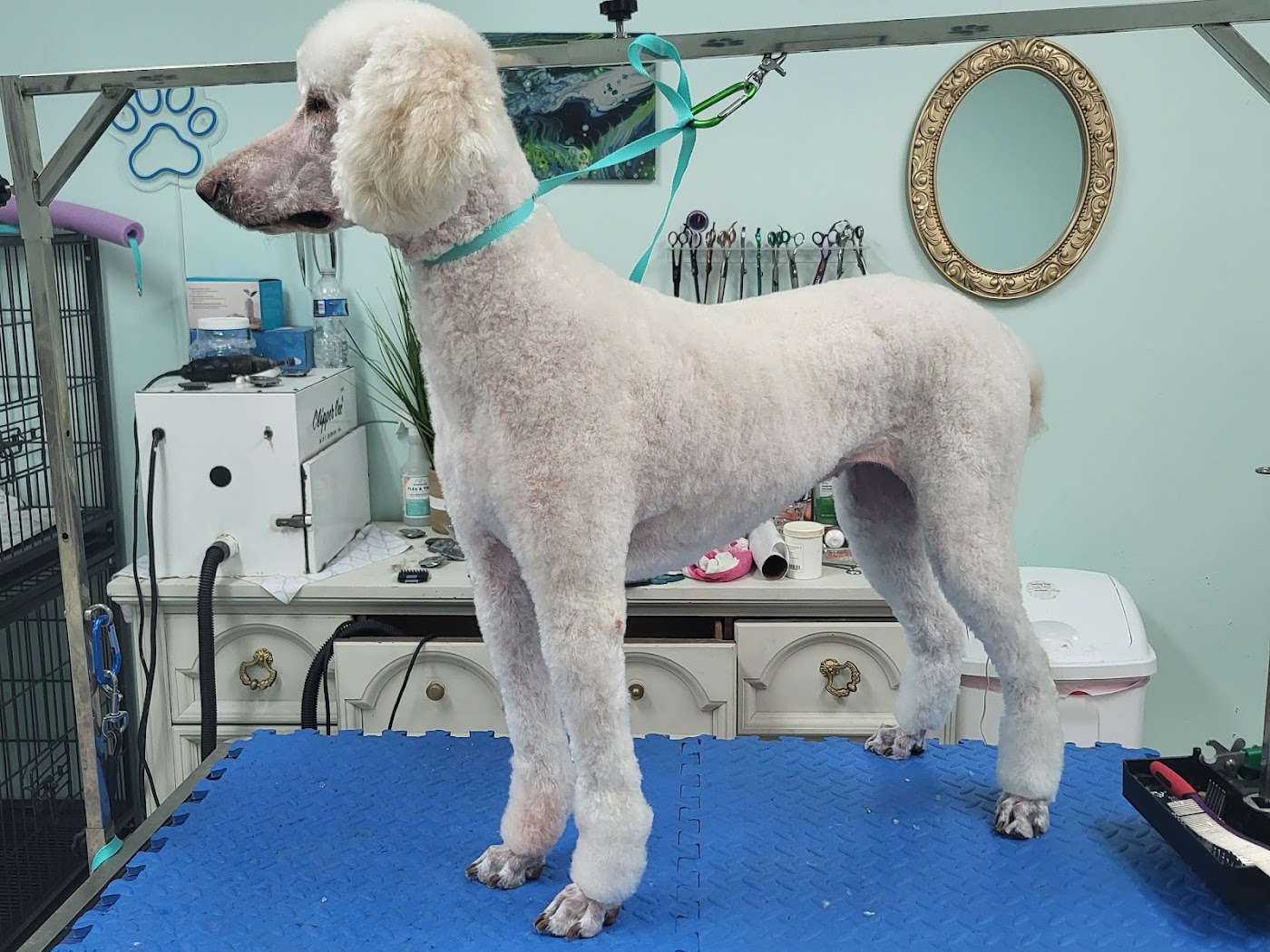 Coastal Canine Spa and Retreat photo 1