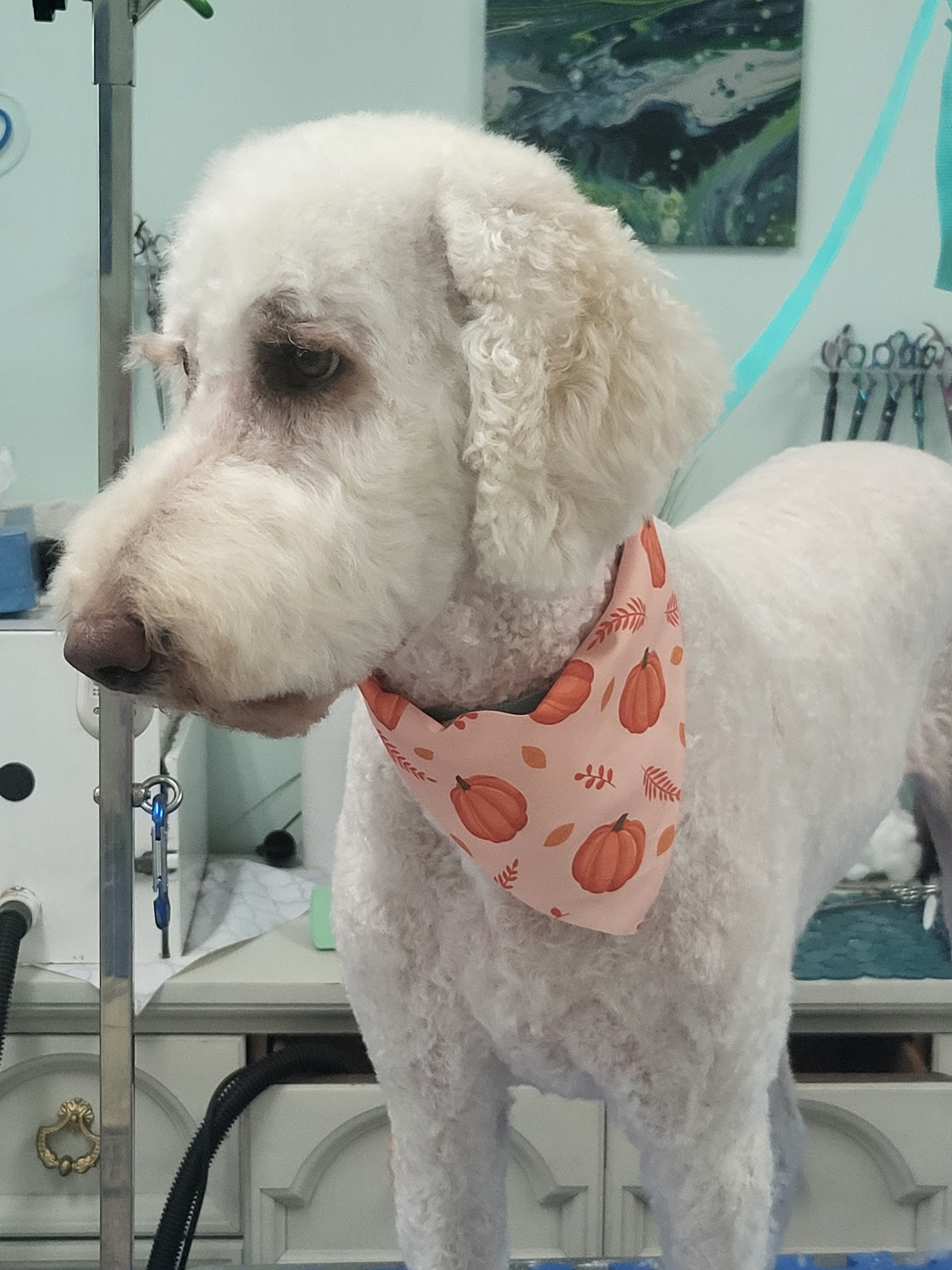 Coastal Canine Spa and Retreat photo 3