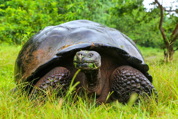 Galapagos Islands