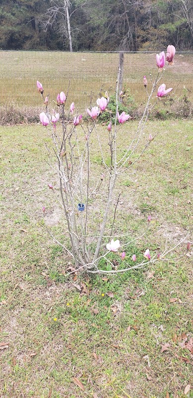 S & S Brothers Landscape Services project 4