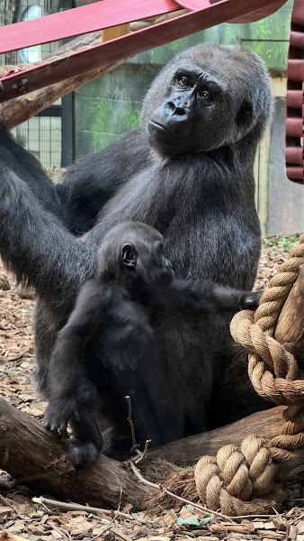 Gorilla Kingdom