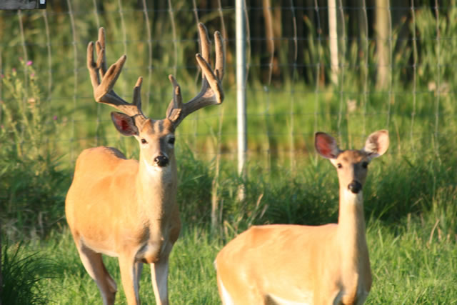 Heavy Horn Whitetails LLC - Photo 5