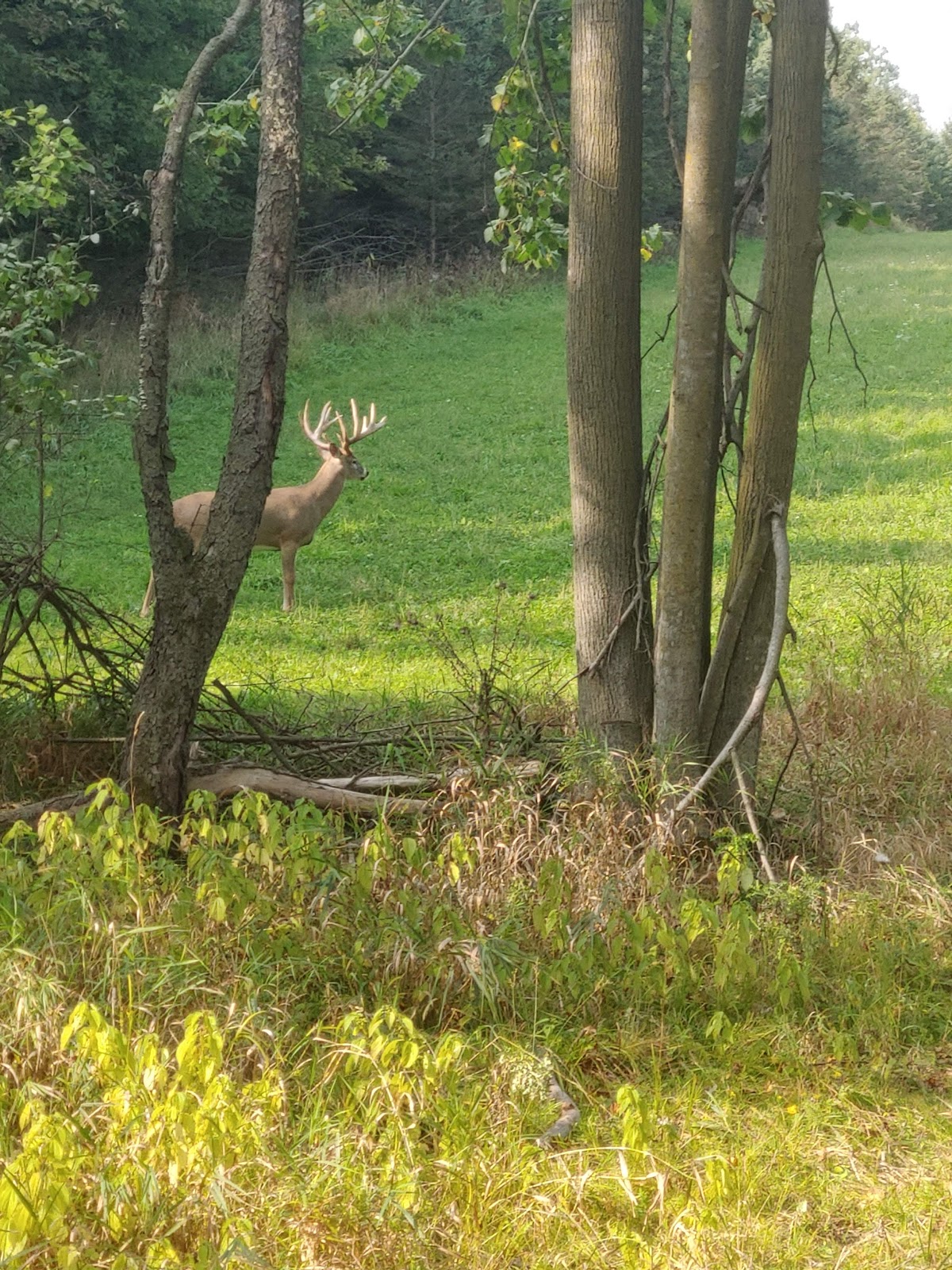Heavy Horn Whitetails LLC
