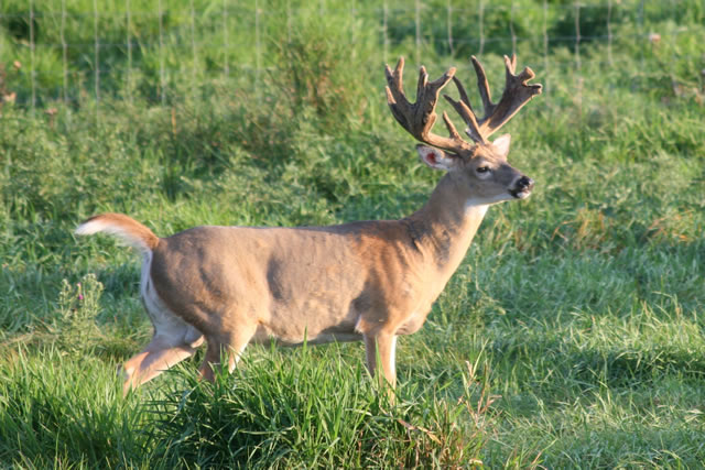 Heavy Horn Whitetails LLC - Photo 6