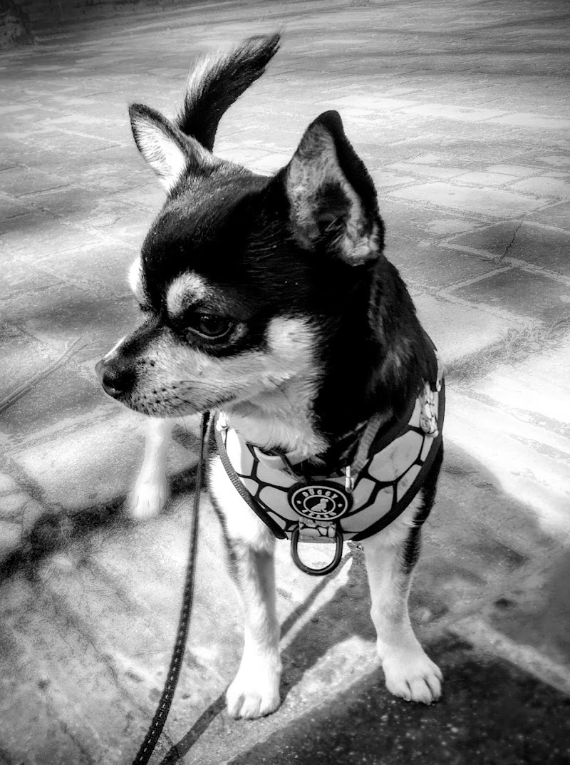 Clínica Veterinaria La Sed