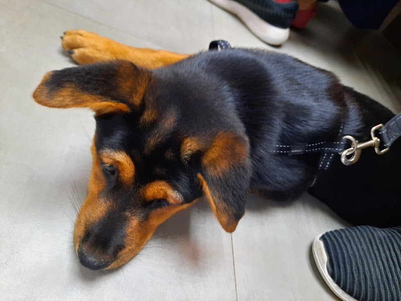 Kowloon City Central Animal Hospital