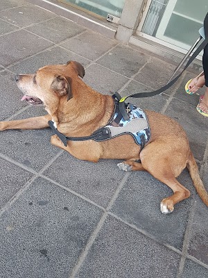 מרפאה לחיות מחמד - מרכז וטרינרי - ד"ר גיל קרן