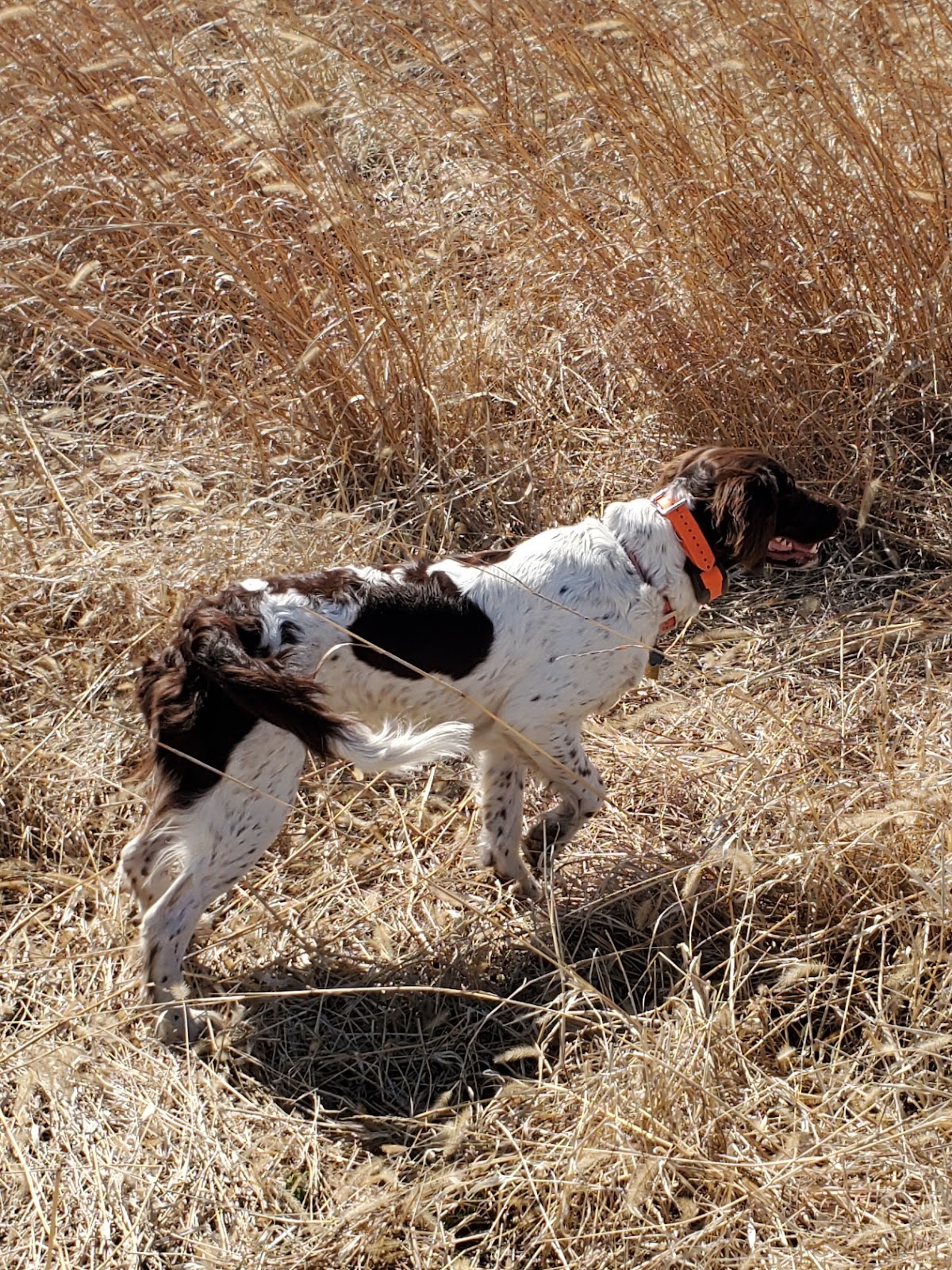 Brush Dale Hunting Preserve & Kennel
