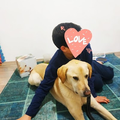 יעל כלבנות טיפולית ואילוף כלבים