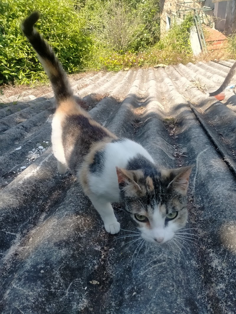 Txurdinaga Albaitaritza