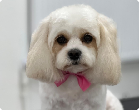 Paws Grooming Empire | Dog & Cat Grooming | Dog Walking | Doggy Day Care | Finchley, London