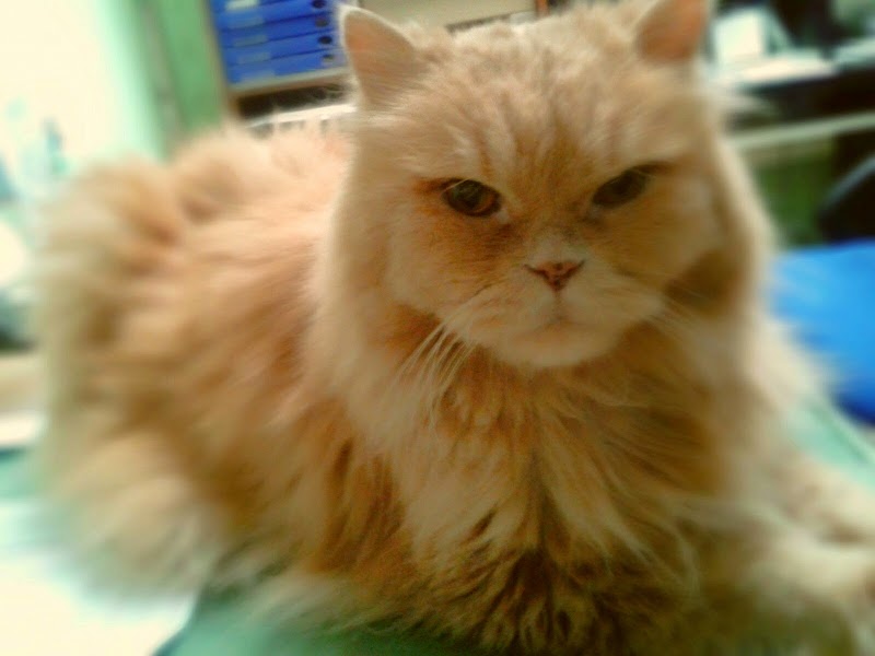 Cadenas piensos,desparasitaciones externas, accesorios y complementos para mascotas