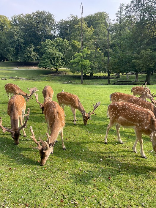 Marselisborg Deer Park fotoğraf 1