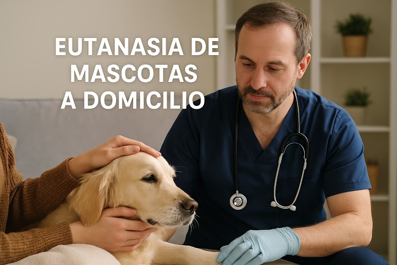 Eutanasiar perros y gatos a domicilio Alicante - Fune Mascotas Alicante