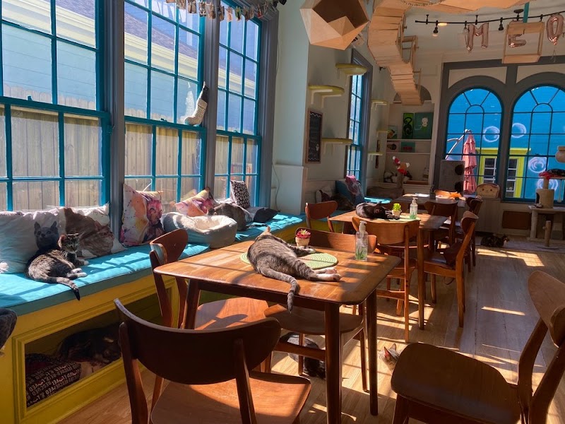 El Gato Coffeehouse & Cat Cafe