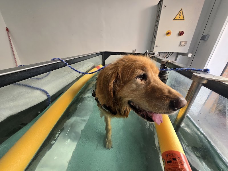 Clínica A. Calzada Veterinaria Y Rehabilitación