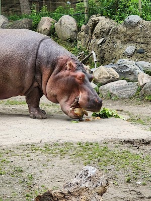 Toronto Zoo