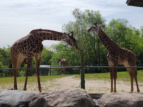 Toronto Zoo