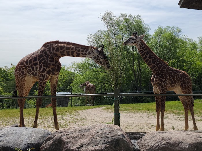 Toronto Zoo