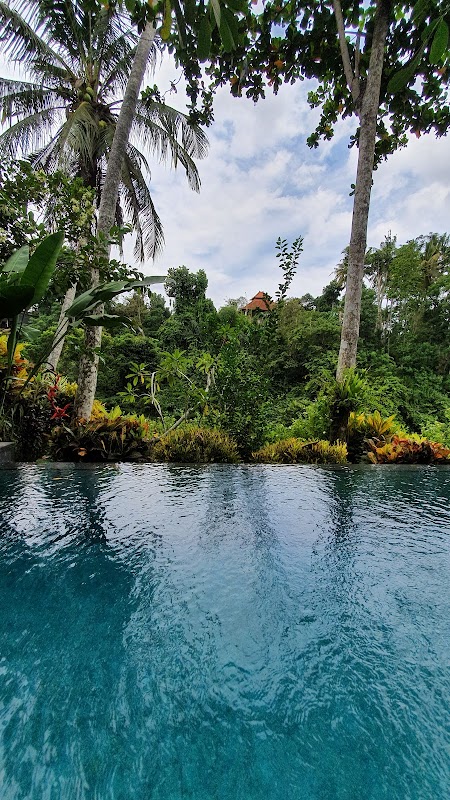 JUNGLE VIEW