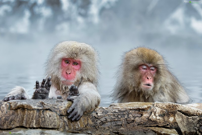 Jigokudani Monkey Park