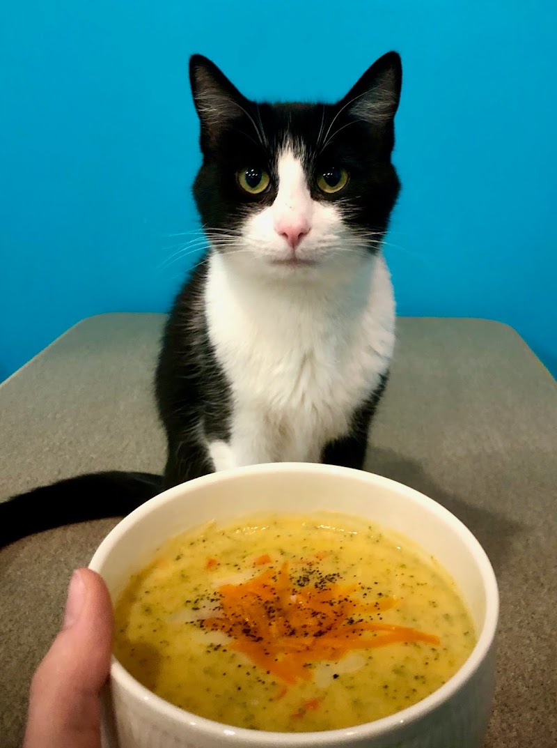 Whiskers Cat Cafe photo 2