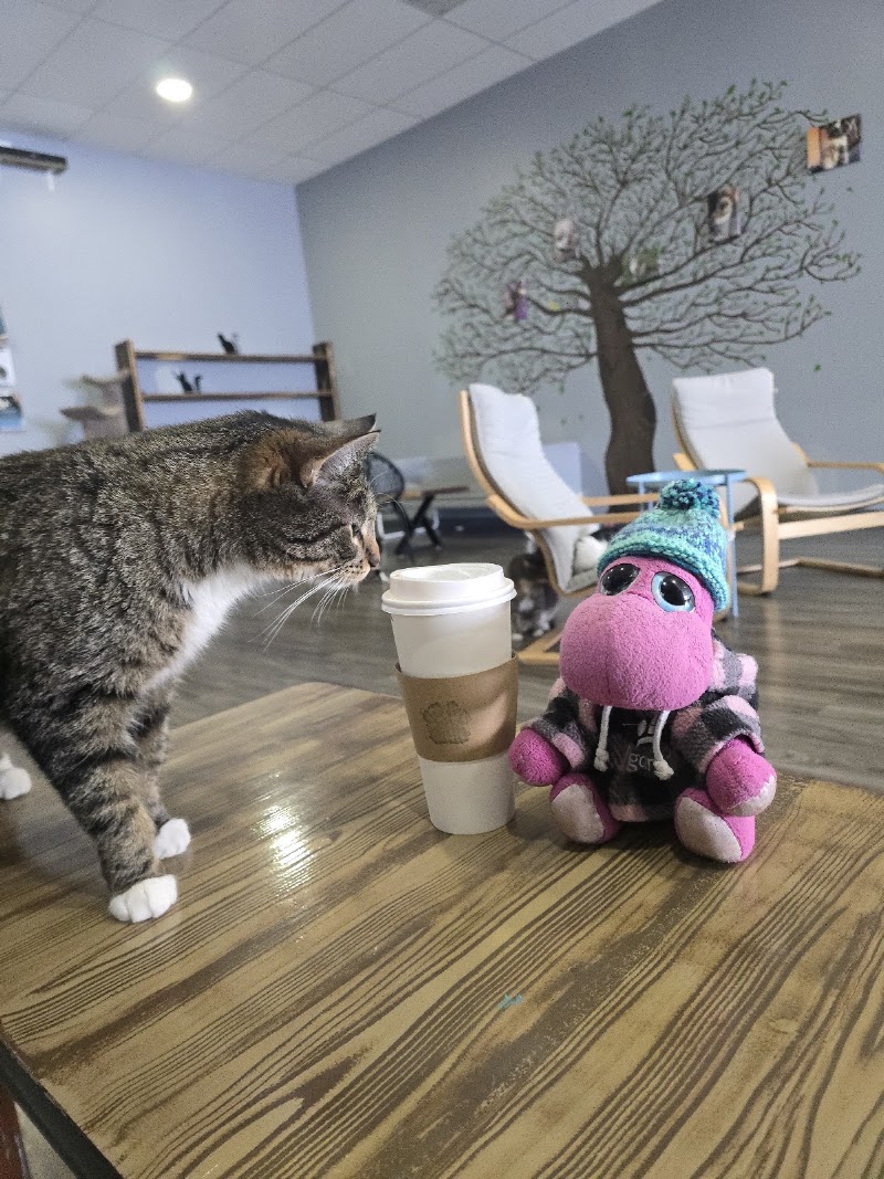 Whiskers Cat Cafe photo 3